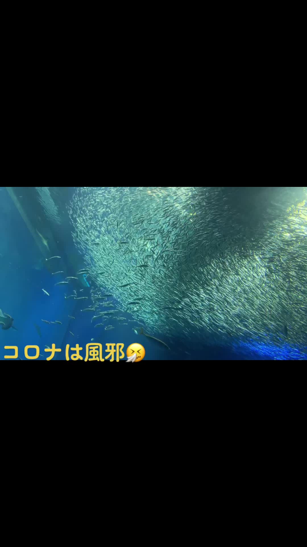 @🌼mami🌸世界が平和に🕊