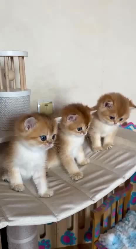 @🦋Cattery_Airveils🦋
