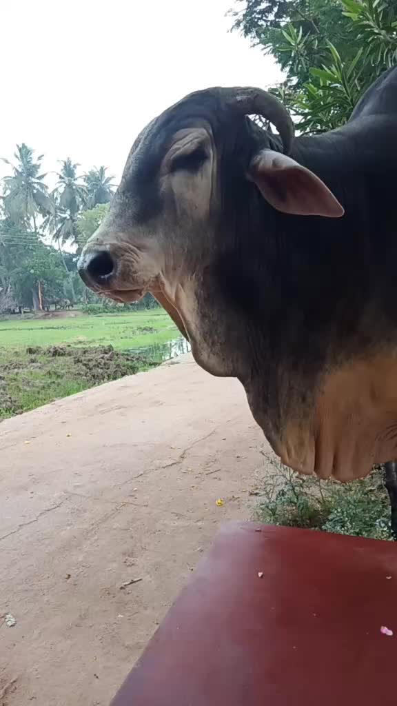 @Raju pp
