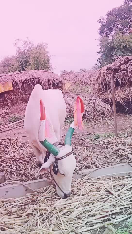 @Rachu Gaddi 100