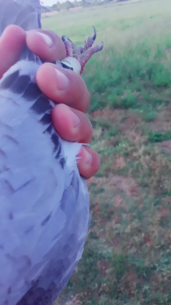 @(Frații Coman)