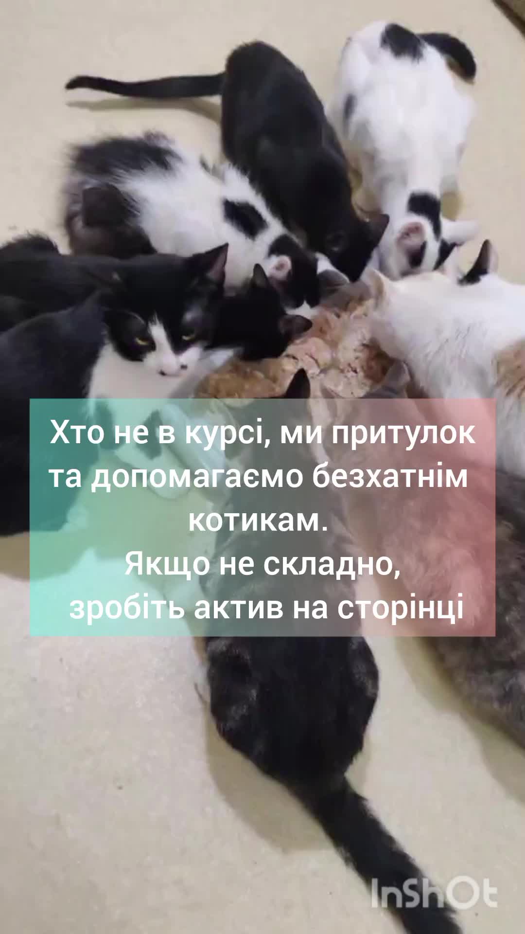 @КотоДім Cat House