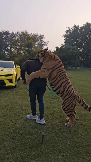 @Nouman hassan 🐅