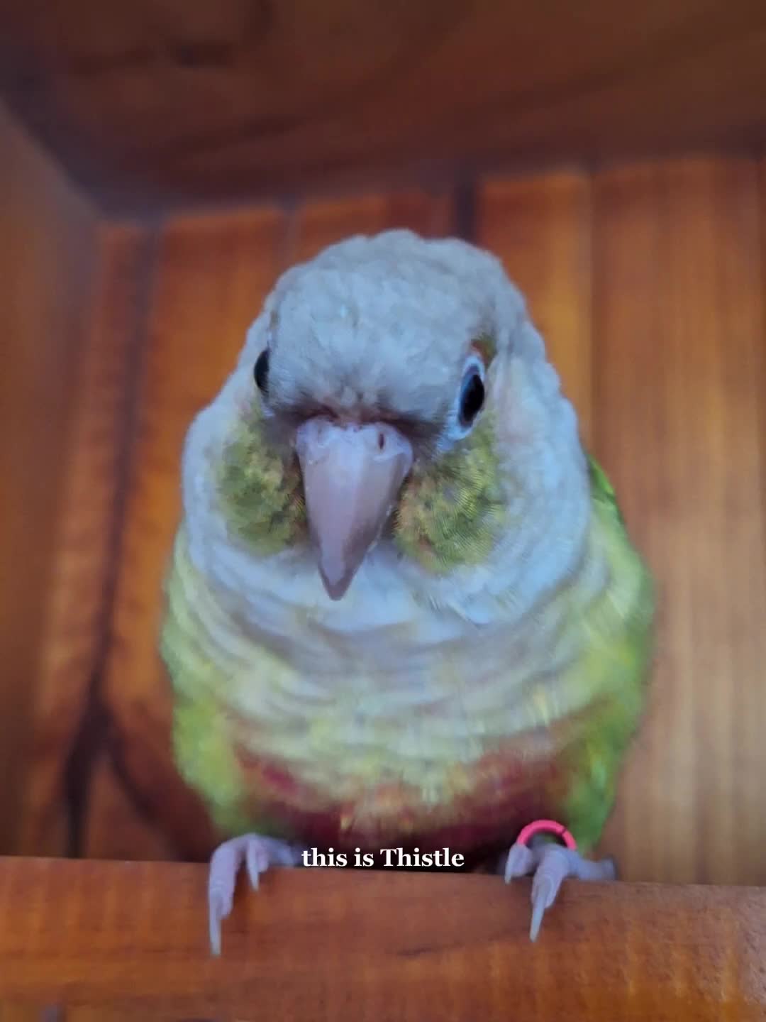 @birbwirb