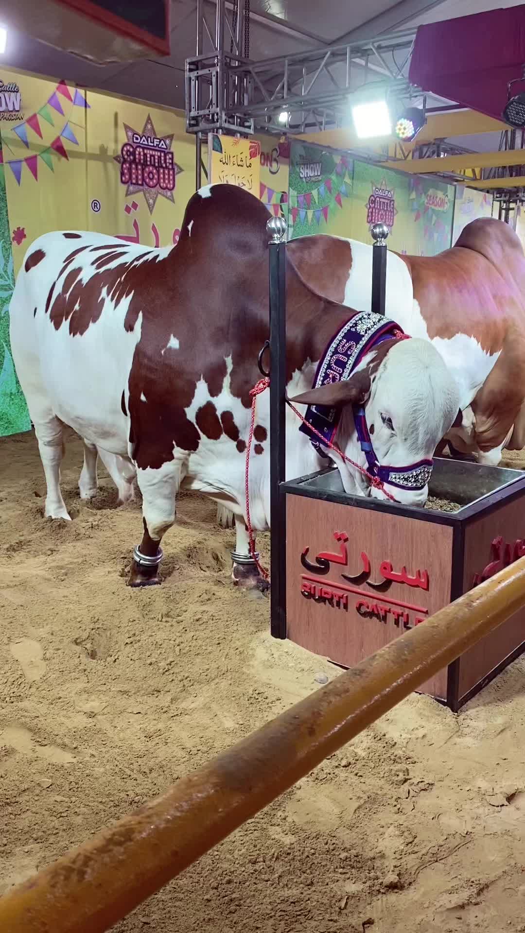 @Karachi Bull lovers