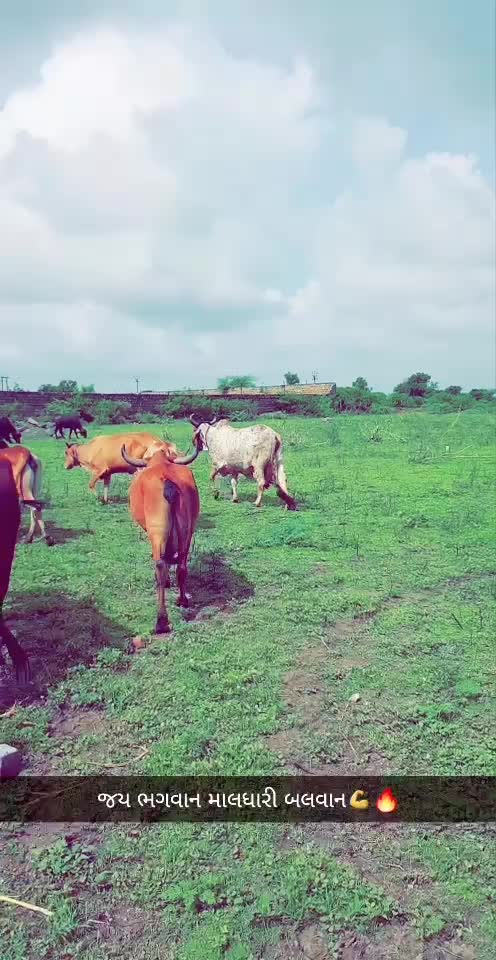 @cute કાનુડો ...