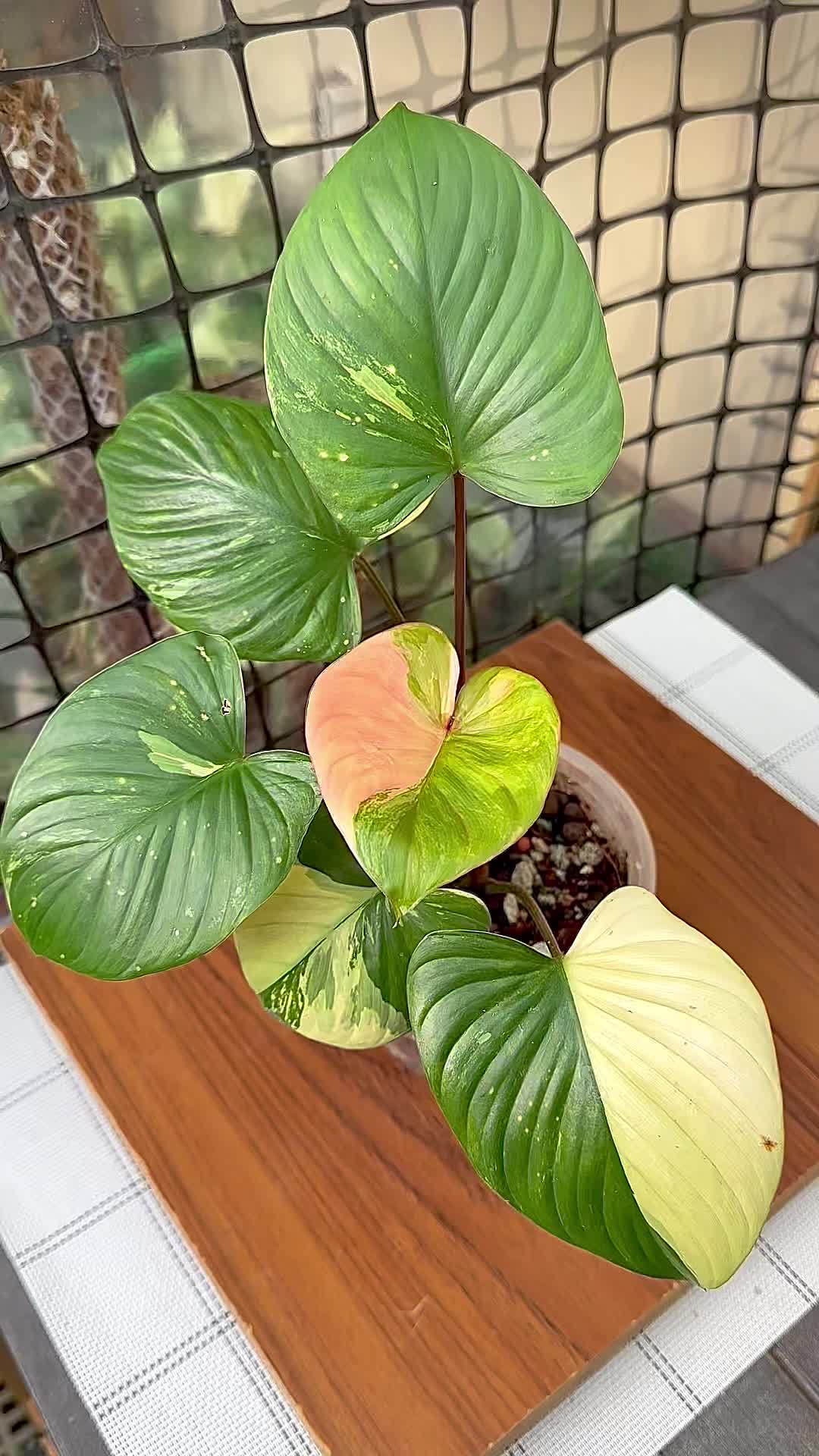 @A piece of green