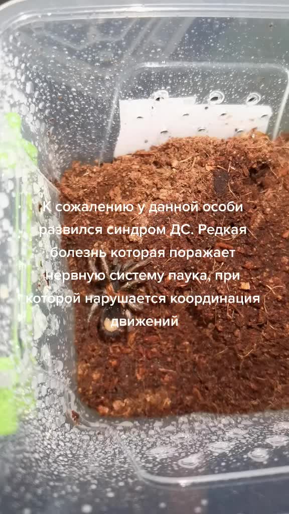 @angry_spider