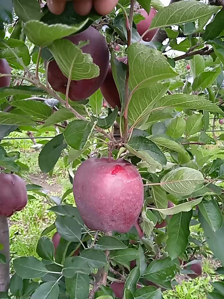 @mevali_kochatlar_agroo