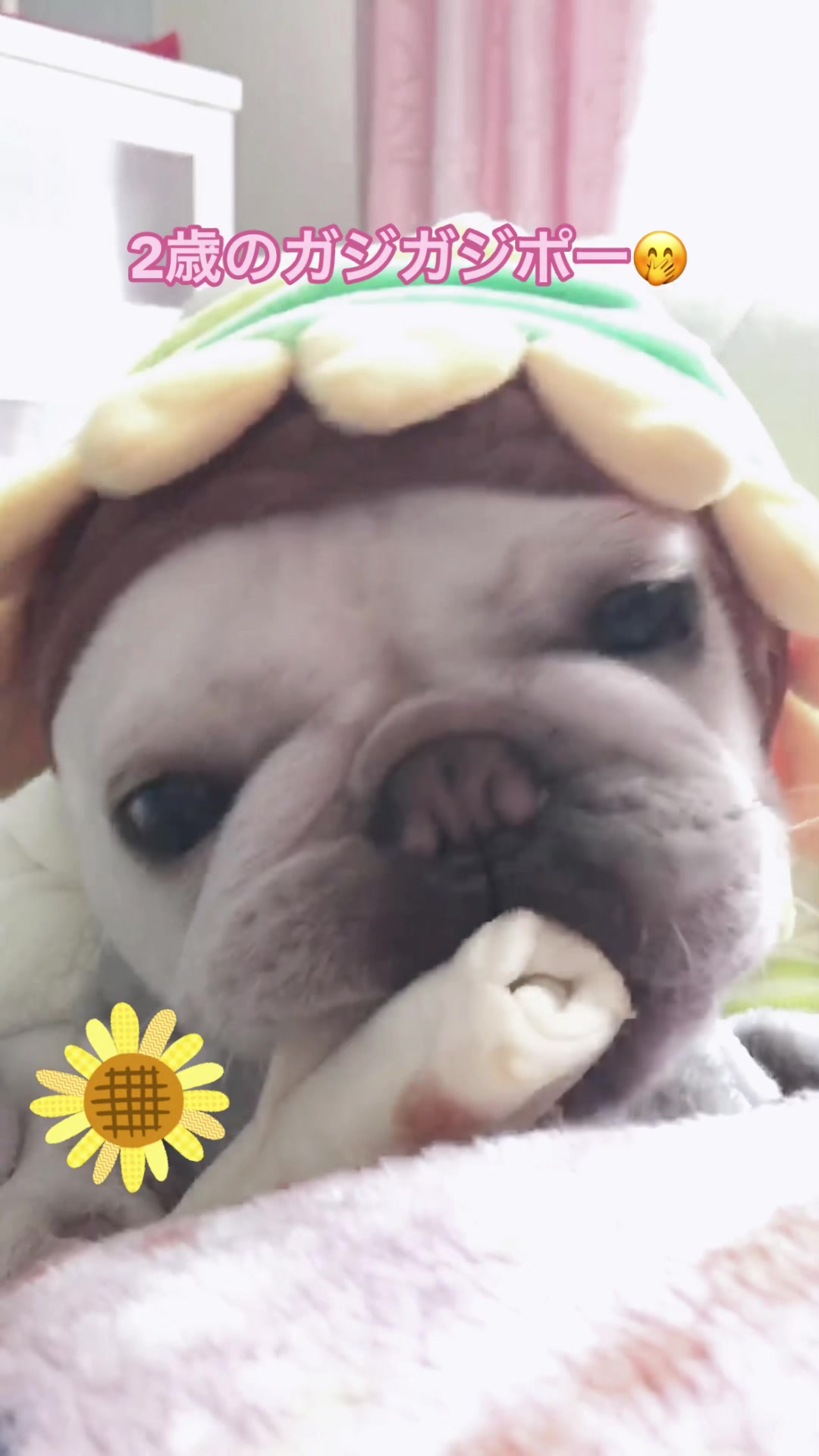 @フレンチブルドッグのPorco(ポルコ)🐷