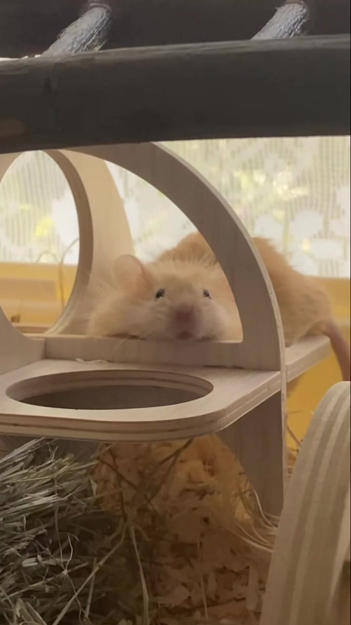 @ThatMouseGirl♡