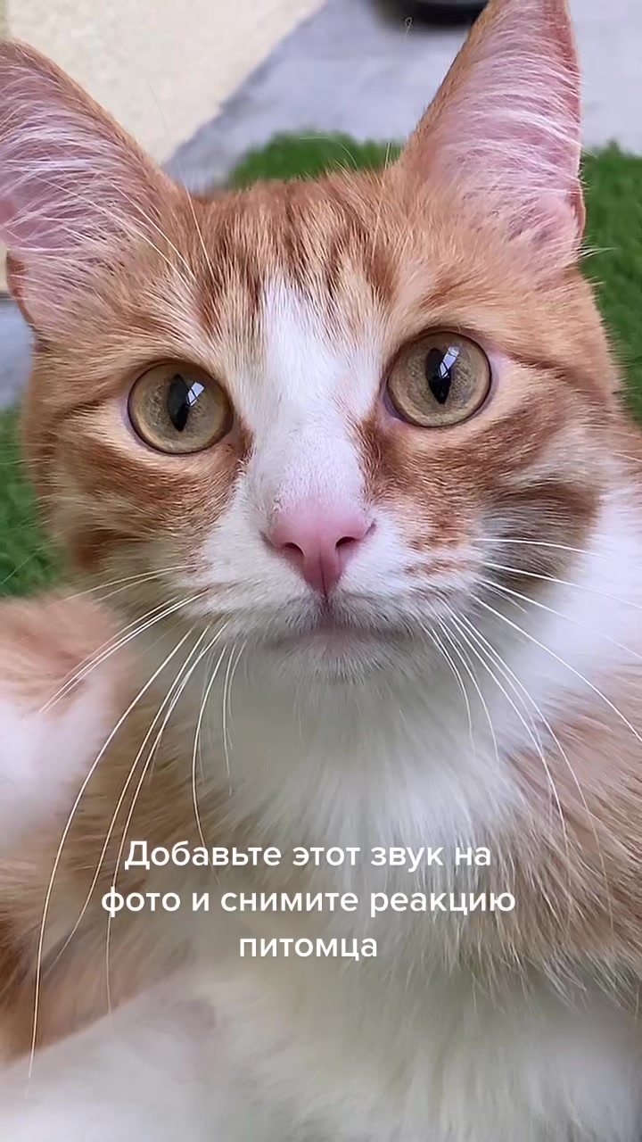 @Cat_Stepan