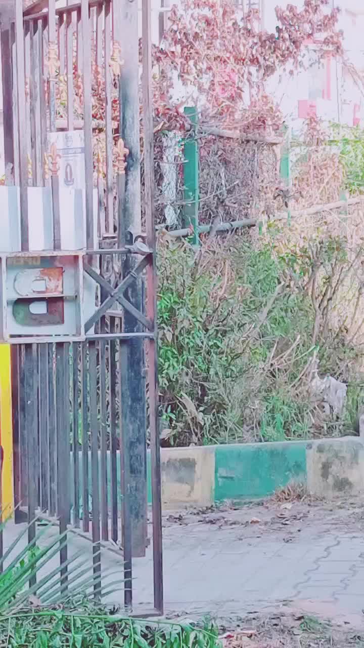 @Seemash Asti