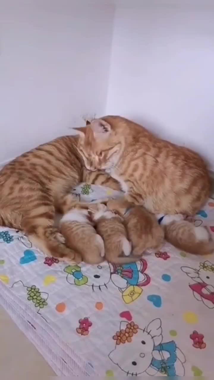 @leonupetpet