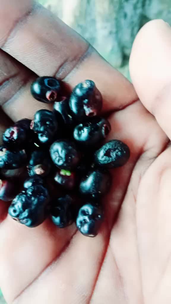 @ଶିବୁ