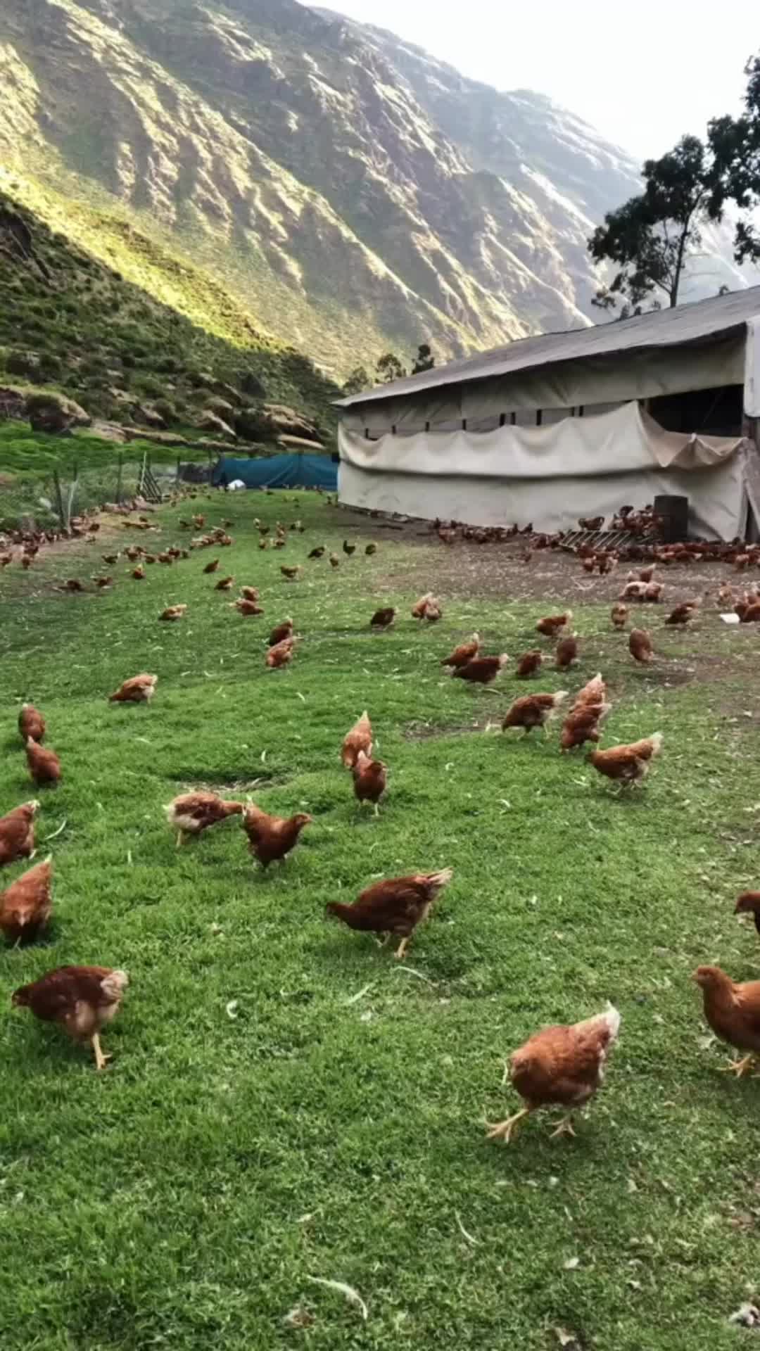 @Poultry Care