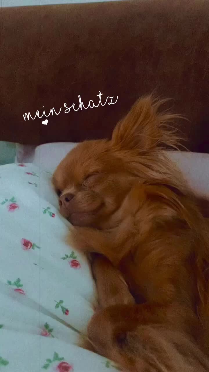 @Lisa💙PhiLLs kleine Nervensäge