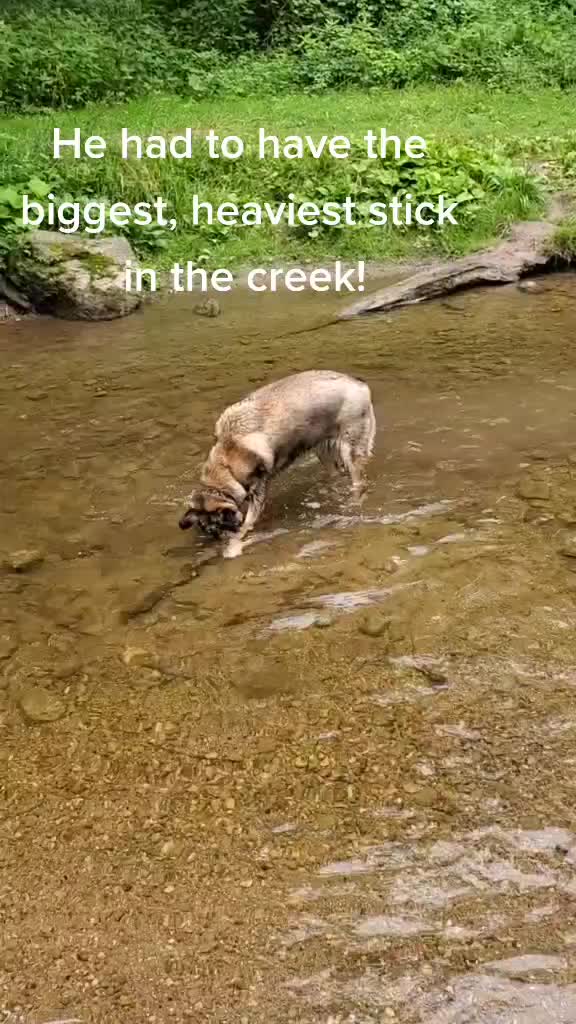 @joeytherescue
