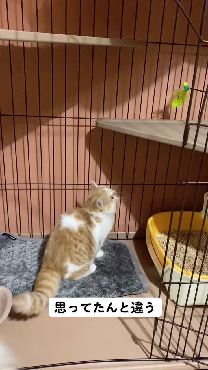@chataro🐾🍯family