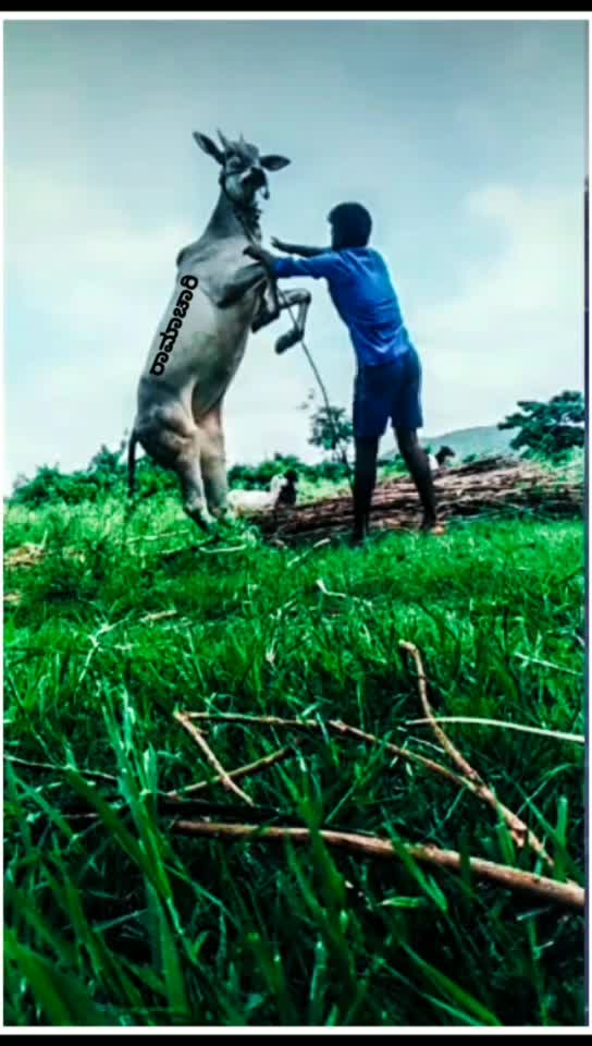 @ಗಾಂಚಲಿ ಹುಡ್ಗ
