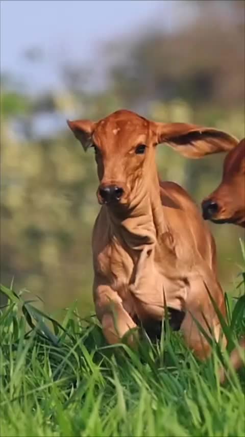 @Animals Lover Rifat