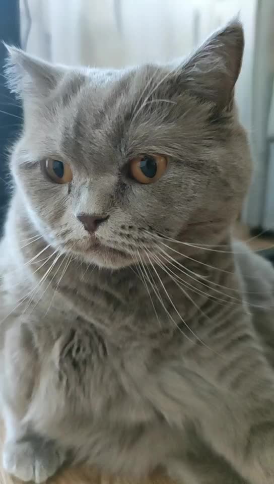 @Кошка Зефирка