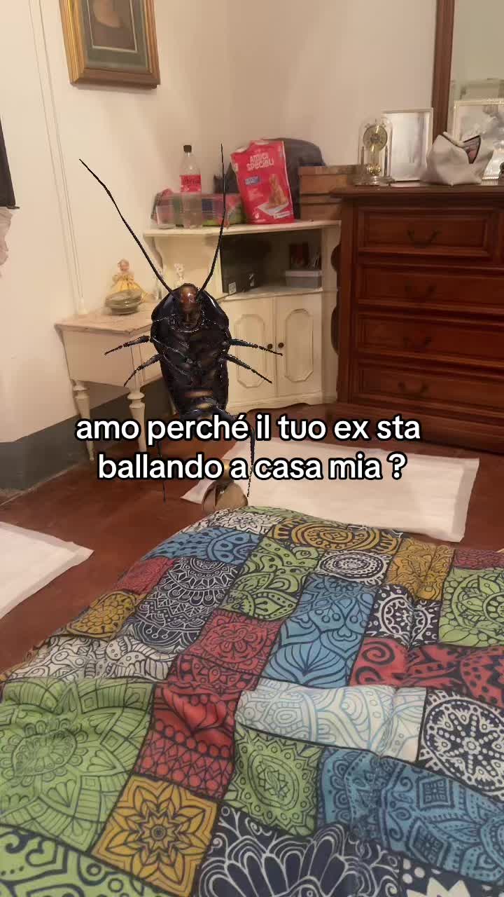 @gaiuzzz🦈