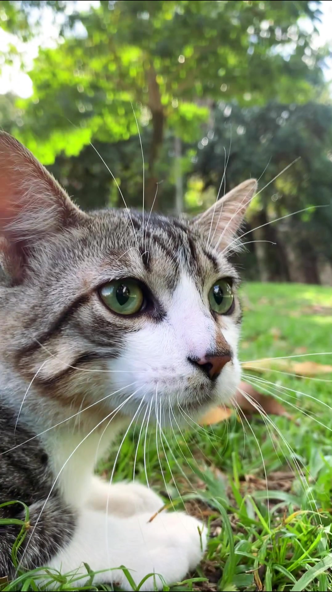 @Gato Harley
