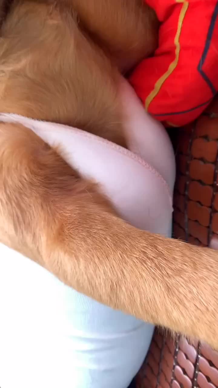 @dogtraining000