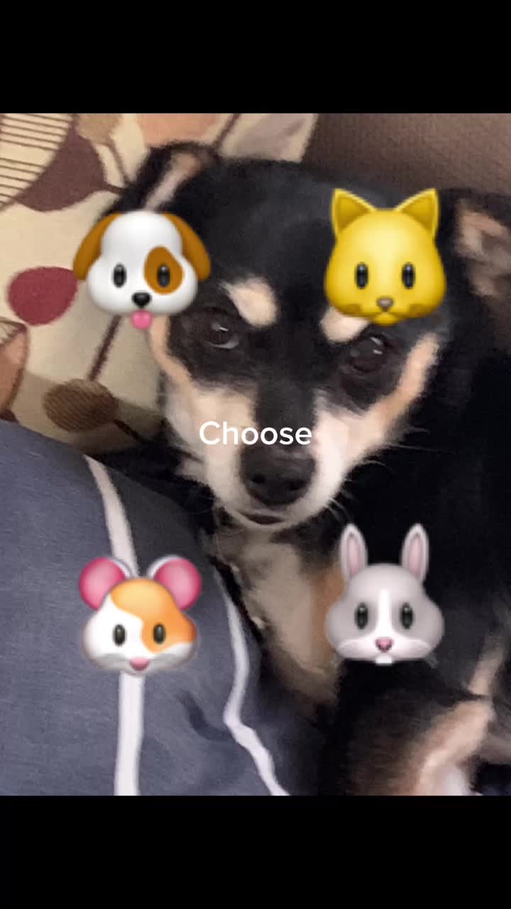 @DOGMasterHarley