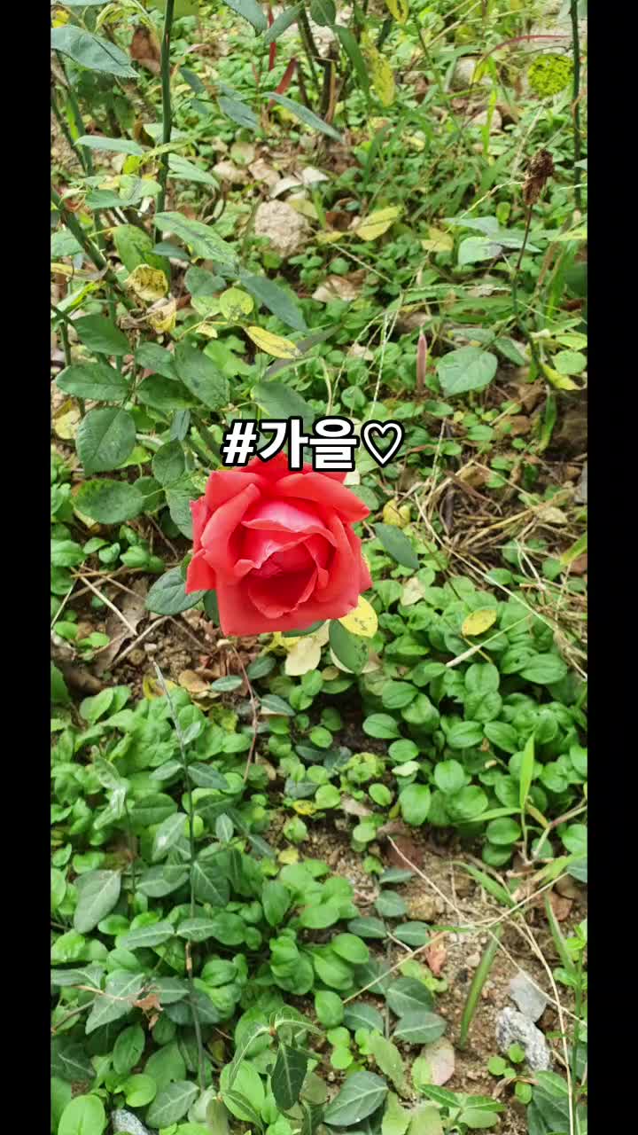 @로켓마미