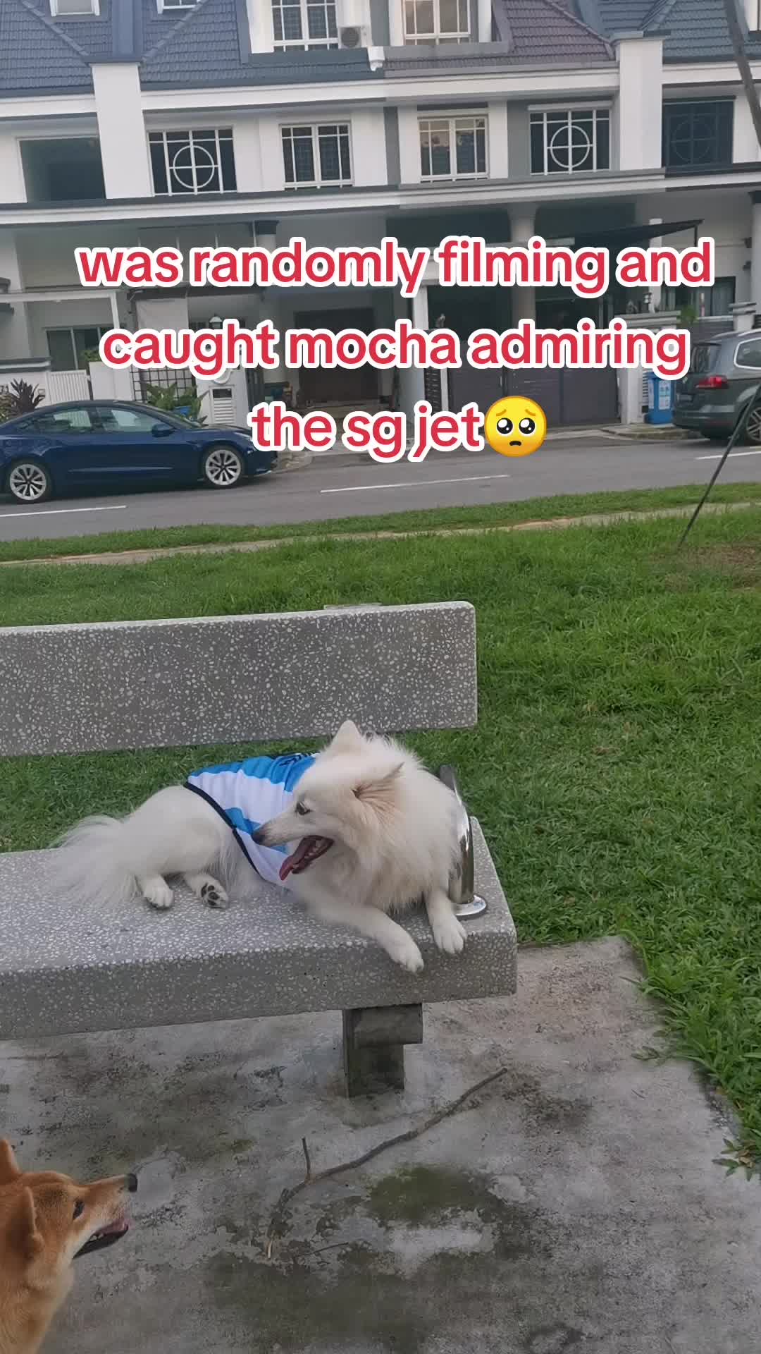 @Mochi Mocha 🤍🤎