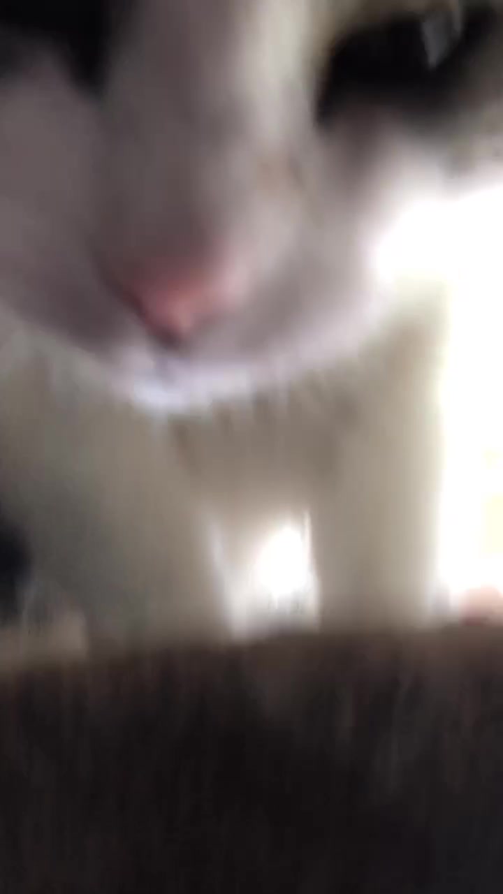 @cuddlyanimals1022