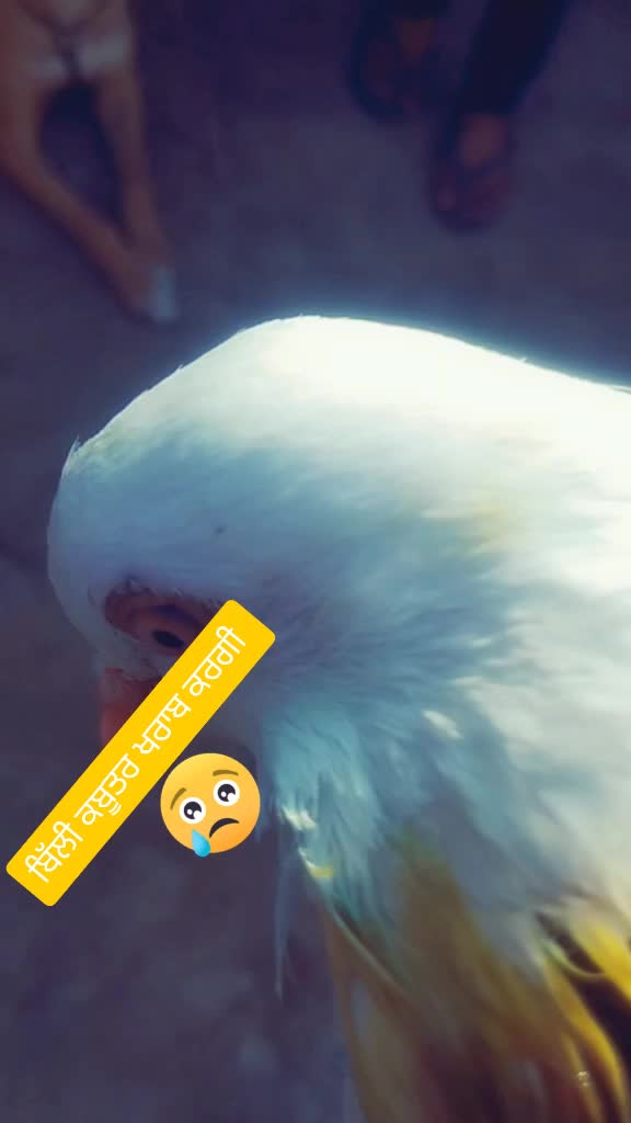 @user392643109488