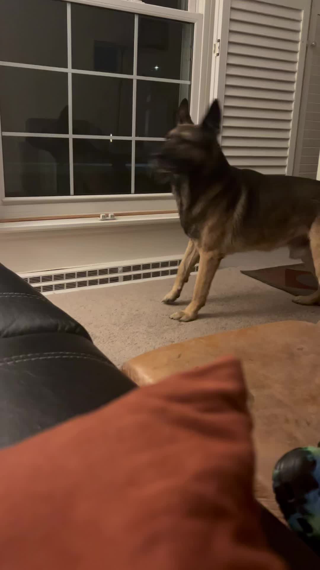 @K9Lady