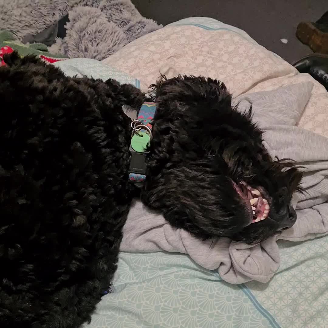 @MontyTheLabradoodle