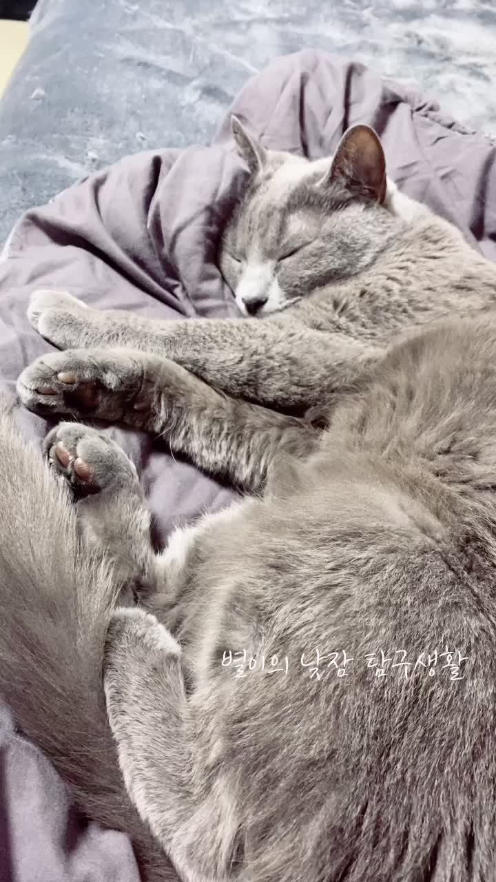 @별이집사😻