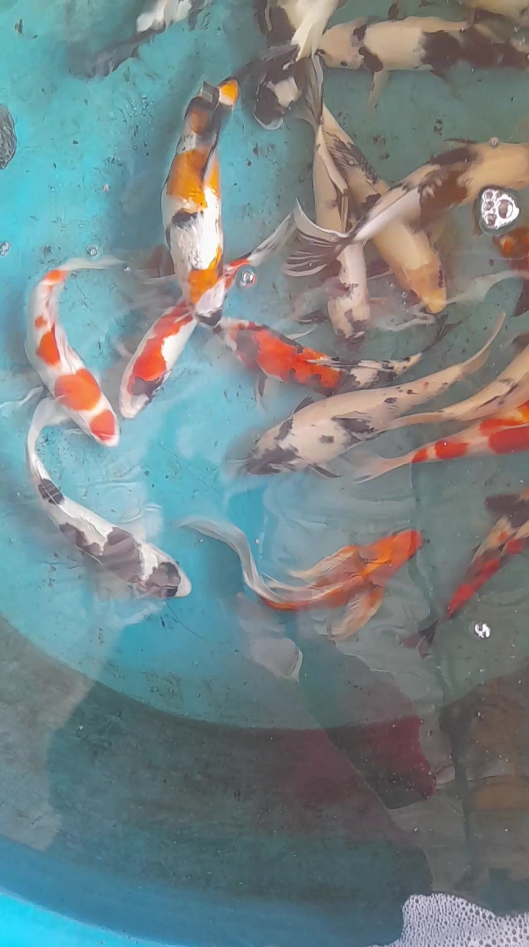 @• BINTANG KOI •