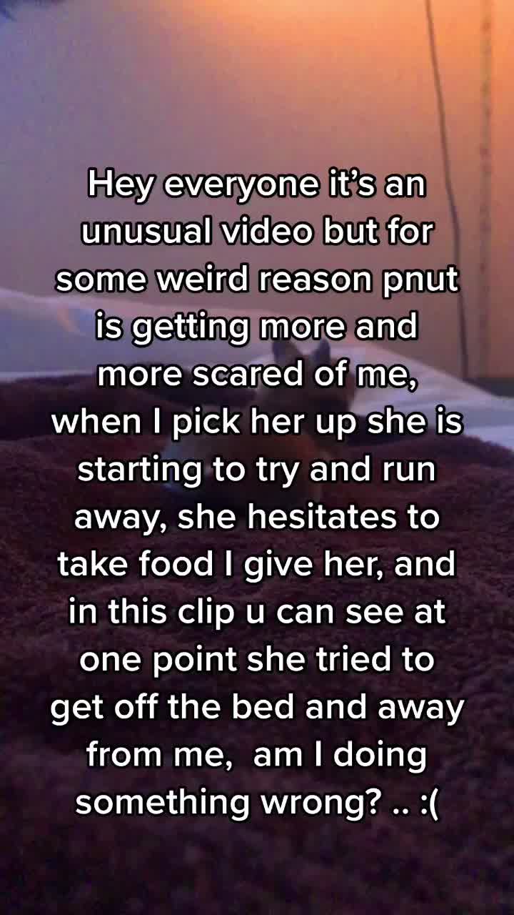 @pnutthehammyy
