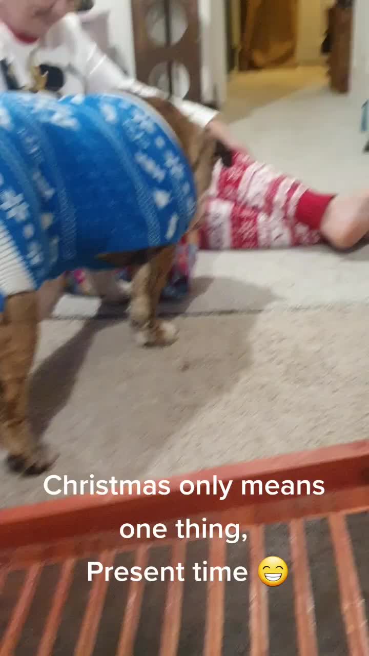 @bulldogCoco