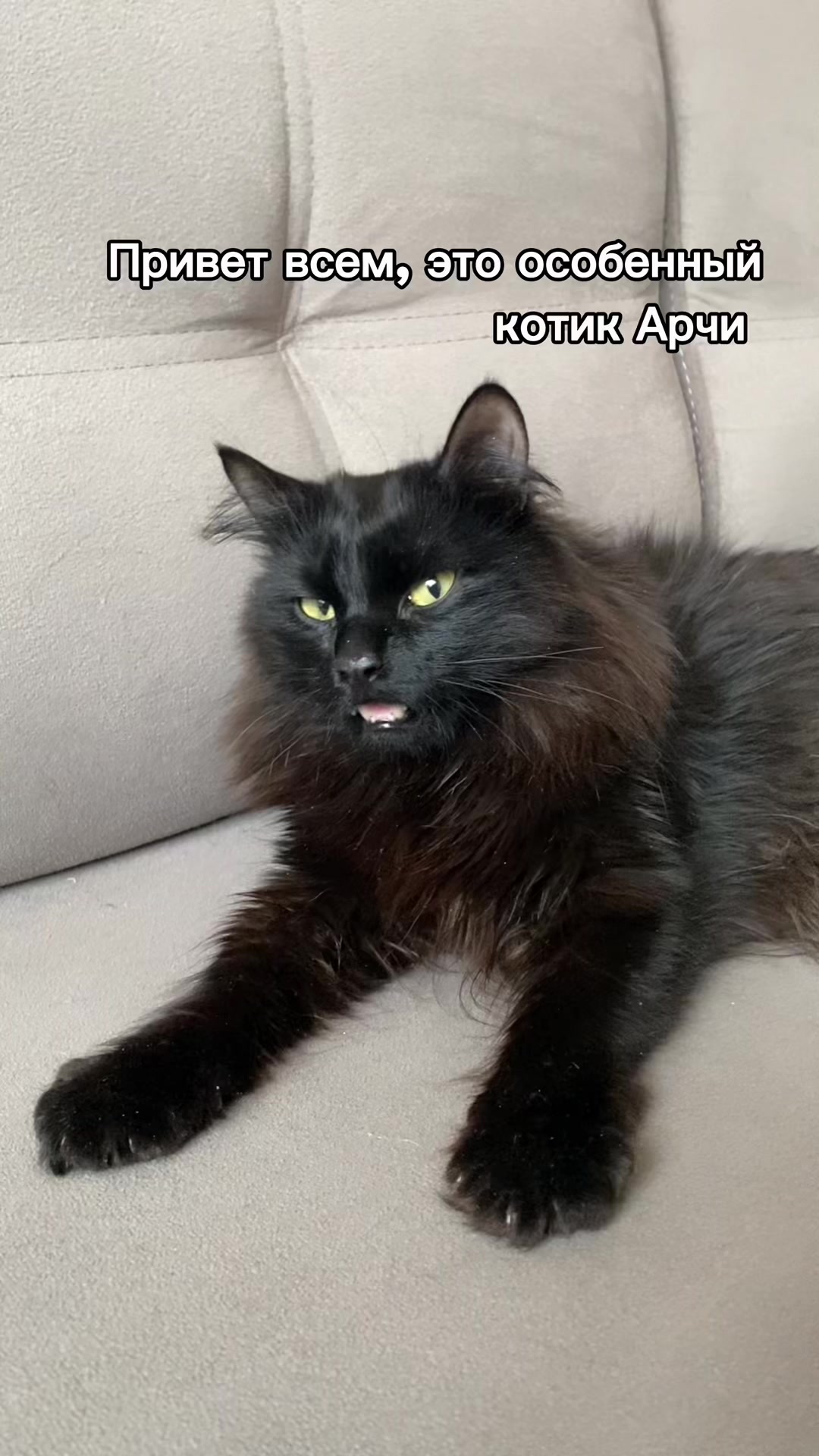 @Котята в дар!