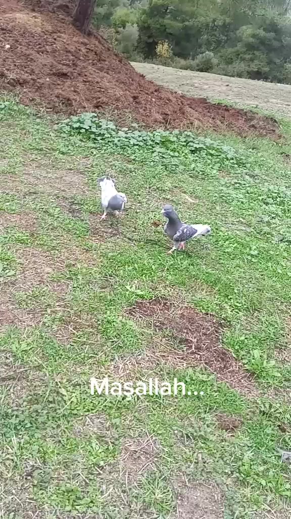 @01karaca02