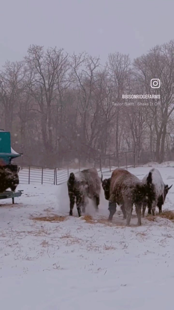 @Bison Ridge Farms