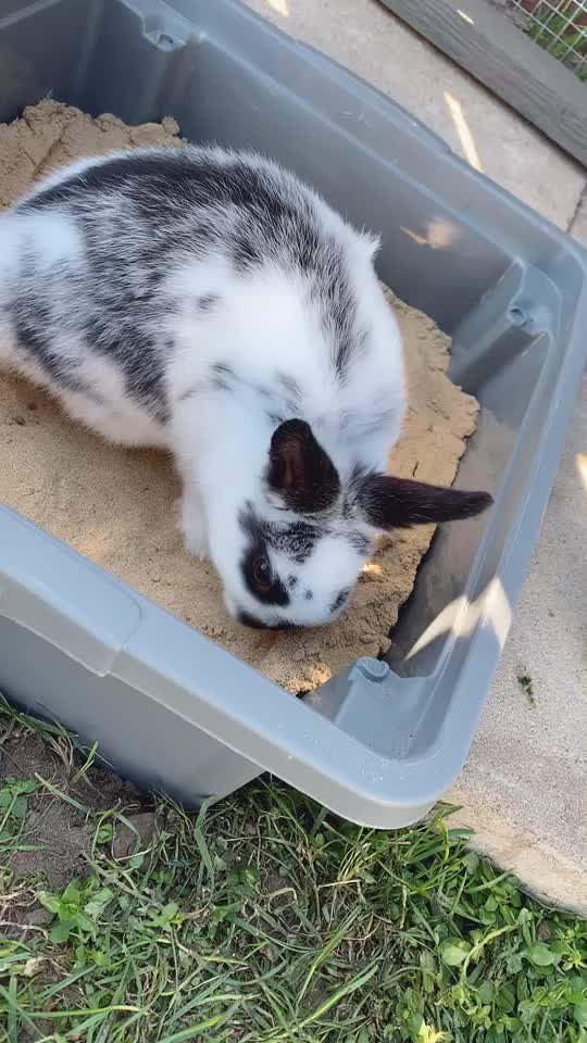 @little.bunny.cuties
