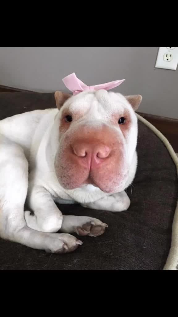 @🇨🇦 Alison Logee 🥰🐿