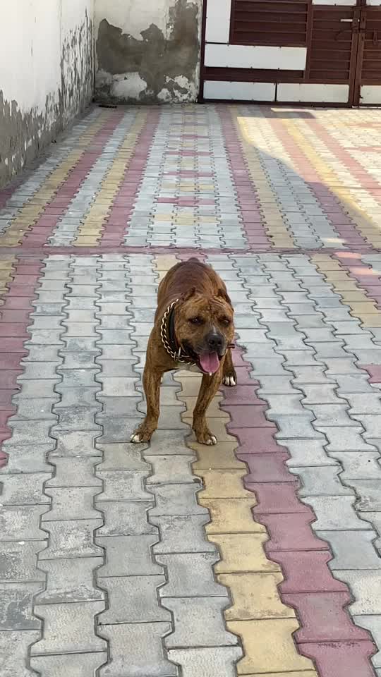 @ਅਰੂਨਵੀਰ ਛਿੰਜਰ
