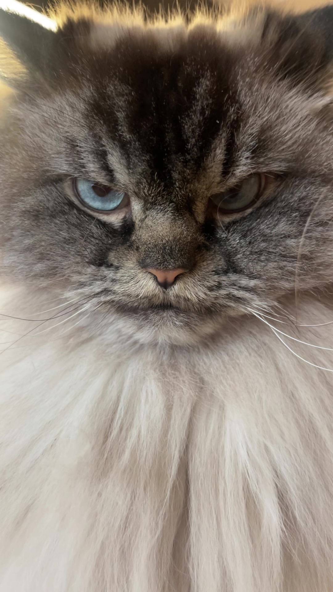 @Merlin Ragdoll