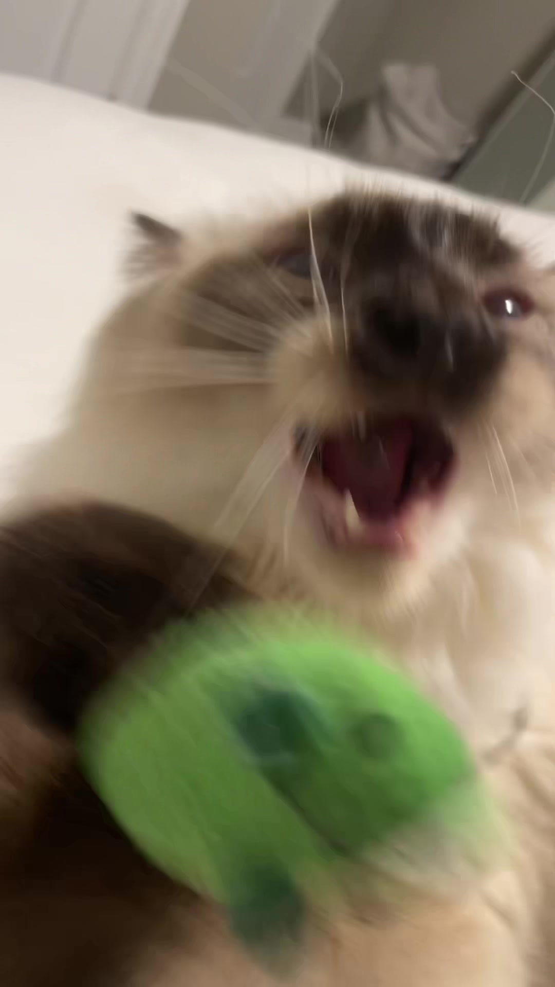 @brunokitten