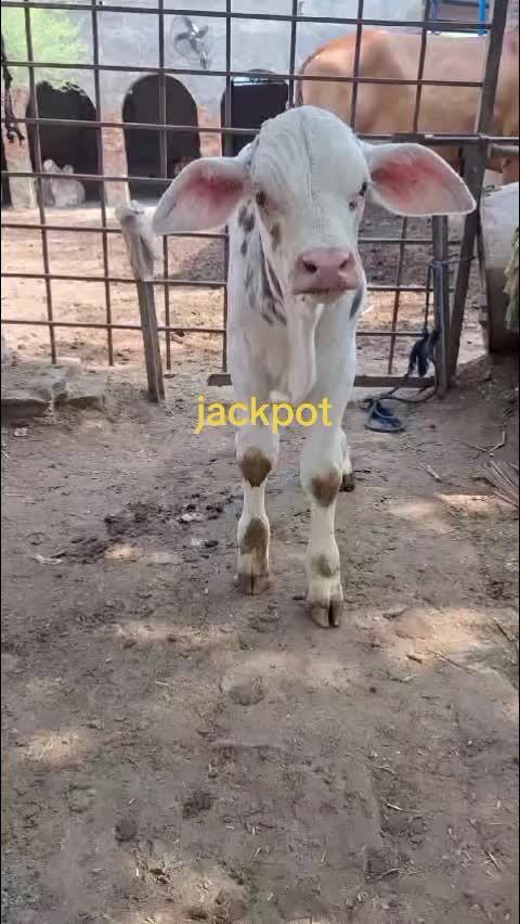 @user82159261514