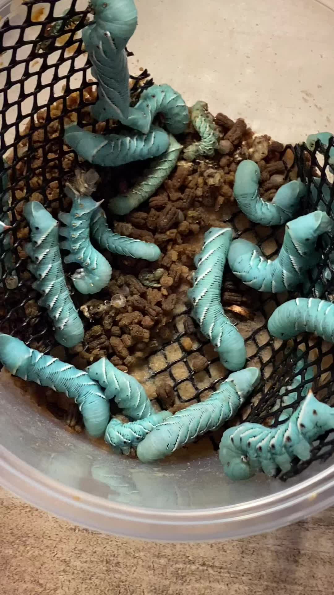 @arachnids